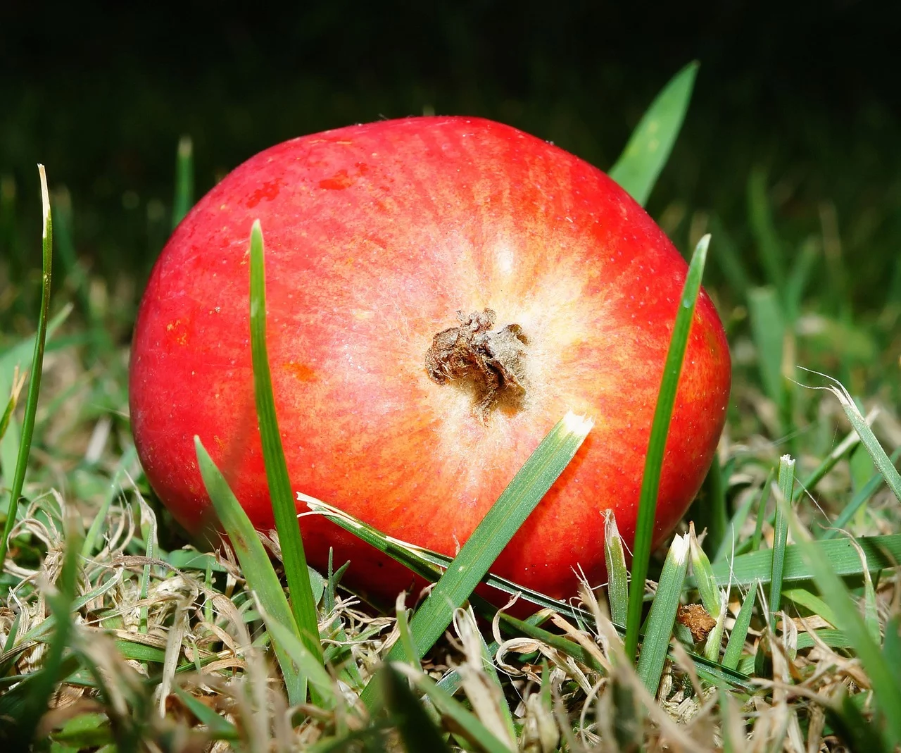 Apfel photo